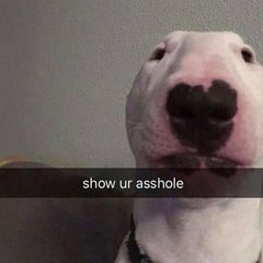 Illfuckconnieintheass